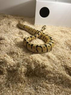 Königspythons Bumblebee, Banana Bumblebee, pastawe