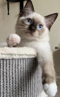 Ragdoll Kitten mit Stammbaum -Abgabebereit -