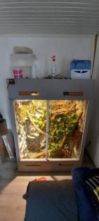 Verkaufe meine zwei kornnatter mit terrarium