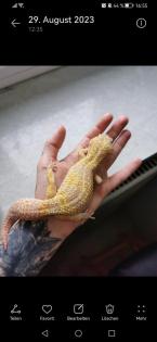 Leopardgecko Männchen