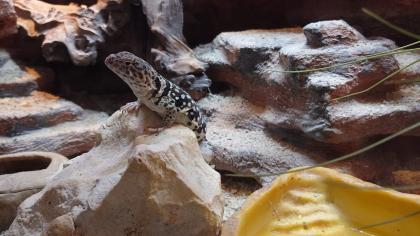 Halsbandleguan mit terrarium