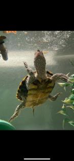 Biete 2 Wasserschildkröten Höckerschildkröten