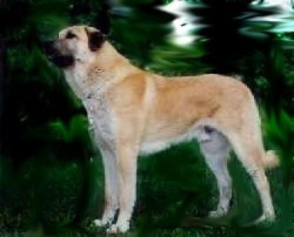 Kangal Weibchen