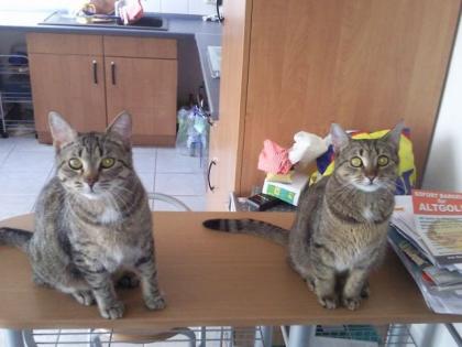 Jack und Betty suchen ein neues Zuhause