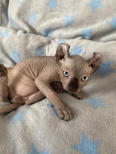 Canadische Sphynx