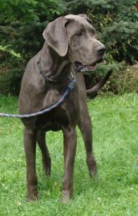Rein stahlblaue Doggenhündin VDH/DDC