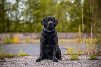 Liebevolle Labrador-Hausaufzucht