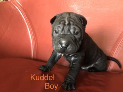 Süße kleine Shar Pei Welpen