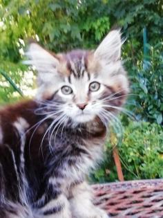 Maine Coon Kittenkater mit tollem Stammbaum jetzt Abgabe bereit