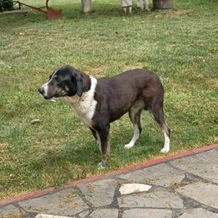 Tasha / Status sucht ein Zuhause