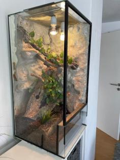 Terrarium 50x50x100 mit Besatz 2x Goldgecko Pärchen, 1x Tokay VB 110. -Euro