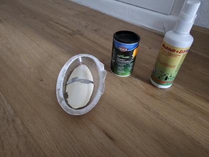 DRINGENDE ABGABE 2 Leopardengeckos jung Terrarium