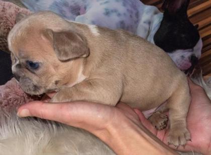 Französische Bulldogge Welpen
