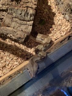 Boa Constrictor Imperator