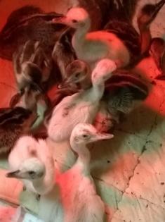 Biete Küken vom Nandu Laufvogel