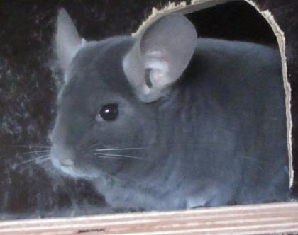 Chinchillas in verschiedenen Farben