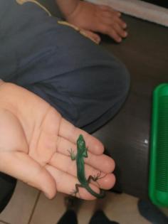 Gastropholis Prasina 0. 0. 3 grüne Baumeidechse