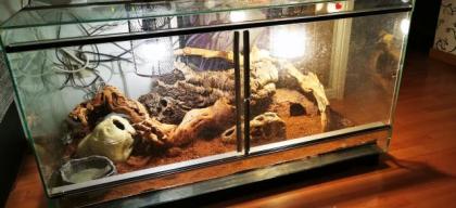 Terrarium inkl. 2 Kornattern mit Innenausstattung