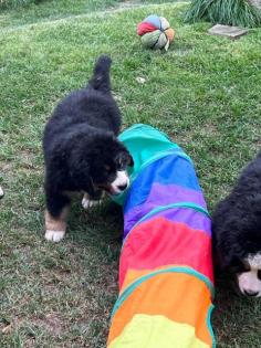 Berner Sennenhund Welpen suchen noch ein Zuhause