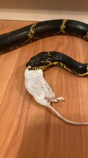 Amurnatter Pärchen abzugeben