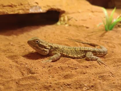 Terrarium mit Bartagame