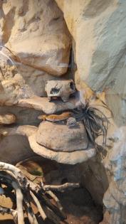 Leopardgeckos in liebevolle Hände abzugeben