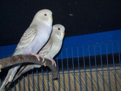 Verkaufe junge und nestjunge Wellensittiche