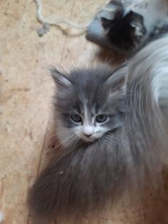 Maine coon Ragdoll Edelmix Kitten suchen tolles neues Zuhause