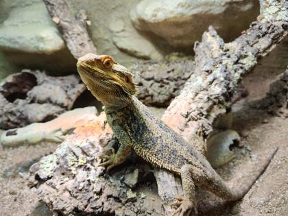 Bartagame m mit großem Terrarium, Quarantäneterrarium inkl. Beleuchtung und viel Zubehör