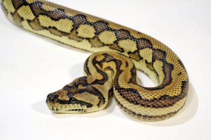 Morelia Spilota Spilota leo Morph