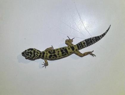 Leopardgeckos