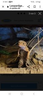 Leopardgecko in gute Hände abzugeben