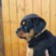 Rottweiler - Welpen Hündin