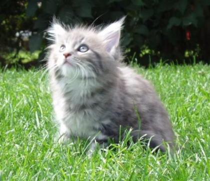 Maine Coon Kitten