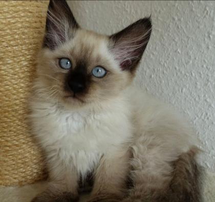 2 Heilige Birma Kitten Katzen abholbereit