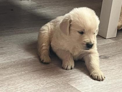Golden Retriever Welpen