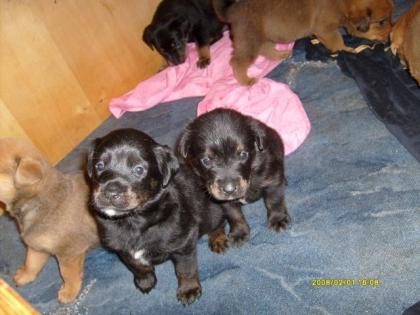 9 süße Rotti Mix Welpen 8 Wochen alt