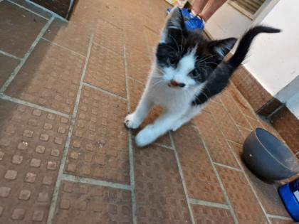 Bauerhofkitten suchen Zuhause, katzen, Kater, kitten
