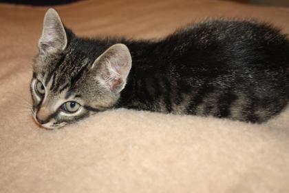 Katzenkinder BKH Mix Weibchen zur Abgabe