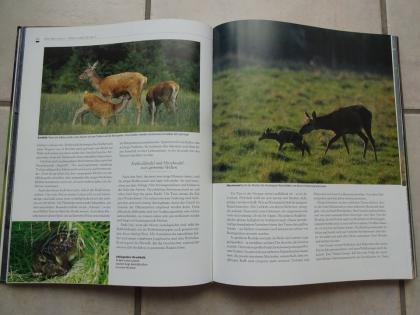 Tierbuch Tiere Expedition ins Tierreich