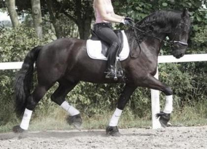 Rein 7 Jahre Friesenwallach