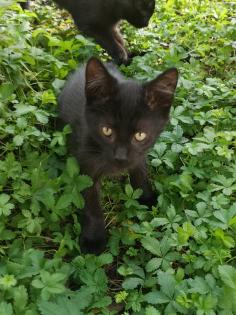 Katzenkinder suchen Dosenöffner