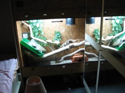 Holz Terrarium H x B x T 200 x 120 x 43 cm