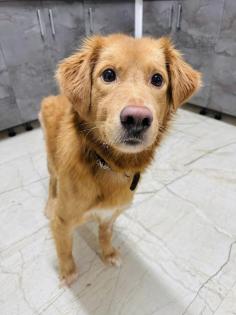 Barnaby ist ein wirklich toller, liebevoller und verträglicher Hund
