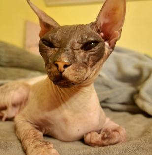Don Sphynx weiblich
