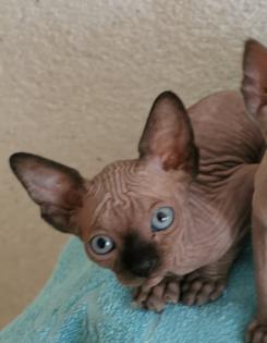 Zuckersüße KanadiaSphynx Kitten