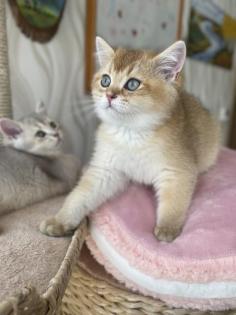 BKH Kitten in Gold mit Stammbaum Abholbereit