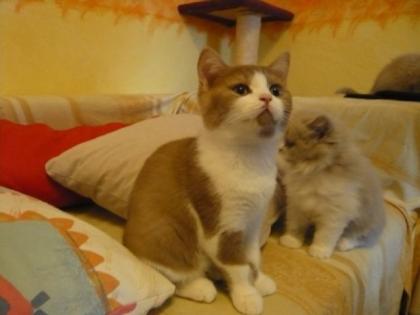 Katerchen abzugeben
