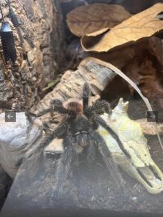 Vogelspinne Lasiodora parahybana