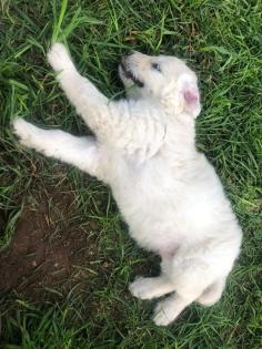 Goldendoodle, Welpen, Allergiker geeignet